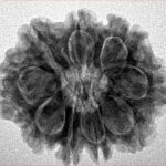 9 Mukhi Rudraksha 25.2mm 4.46gm - Inverse xray