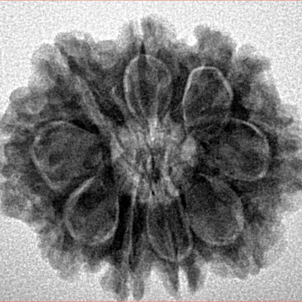 9 Mukhi Rudraksha 25.2mm 4.46gm - Inverse xray