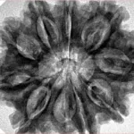 9 Mukhi Rudraksha 30.9mm 7.25gm - Inverse xray