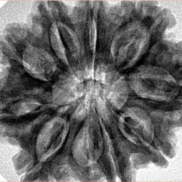 9 Mukhi Rudraksha 30.9mm 7.25gm - Inverse xray