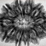 11 Mukhi Rudraksha 31.1mm 6.33gm - Inverse xray