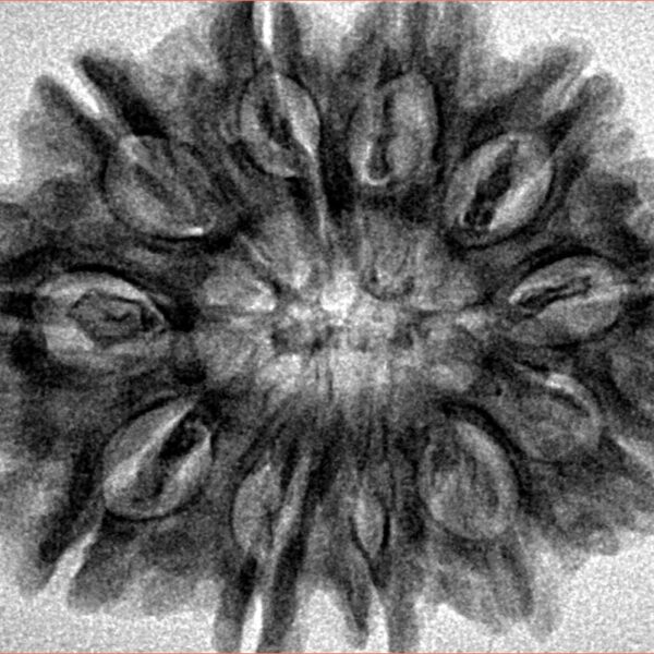 11 Mukhi Rudraksha 31.1mm 6.33gm - Inverse xray