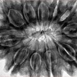 11 Mukhi Rudraksha 38.3mm 10gm - Inverse xray