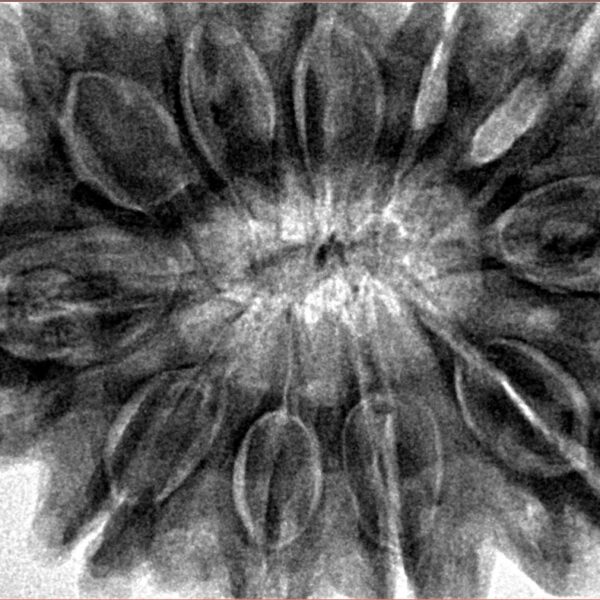 11 Mukhi Rudraksha 38.3mm 10gm - Inverse xray