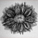 10 Mukhi Rudraksha 24.7mm 3.37gm - Inverse xray