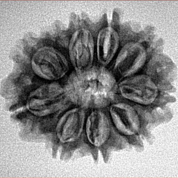 10 Mukhi Rudraksha 24.7mm 3.37gm - Inverse xray