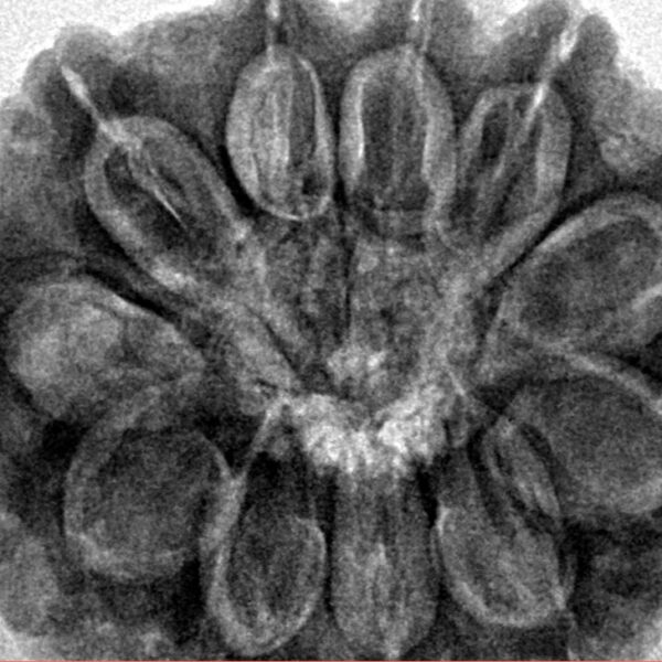 11 Mukhi Rudraksha 30.7mm 7.88gm - Inverse xray