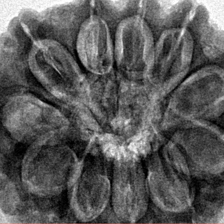 11 Mukhi Rudraksha 30.7mm 7.88gm - Inverse xray