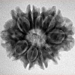 10 Mukhi Rudraksha 24.9mm 4.06gm - Inverse xray