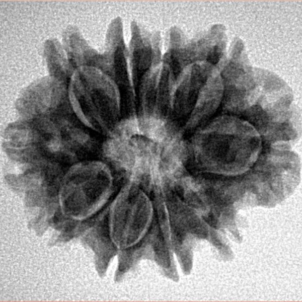 10 Mukhi Rudraksha 24.9mm 4.06gm - Inverse xray