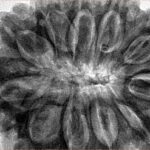 11 Mukhi Rudraksha 37.4mm 11.12gm - Inverse xray