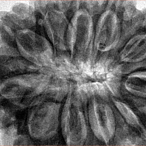 11 Mukhi Rudraksha 37.4mm 11.12gm - Inverse xray