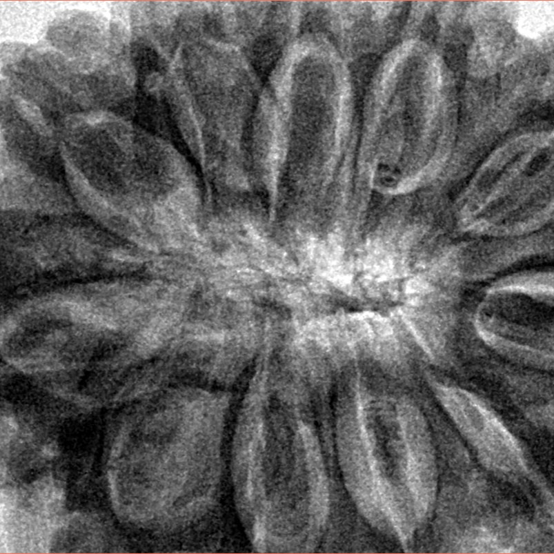 11 Mukhi Rudraksha 37.4mm 11.12gm - Inverse xray