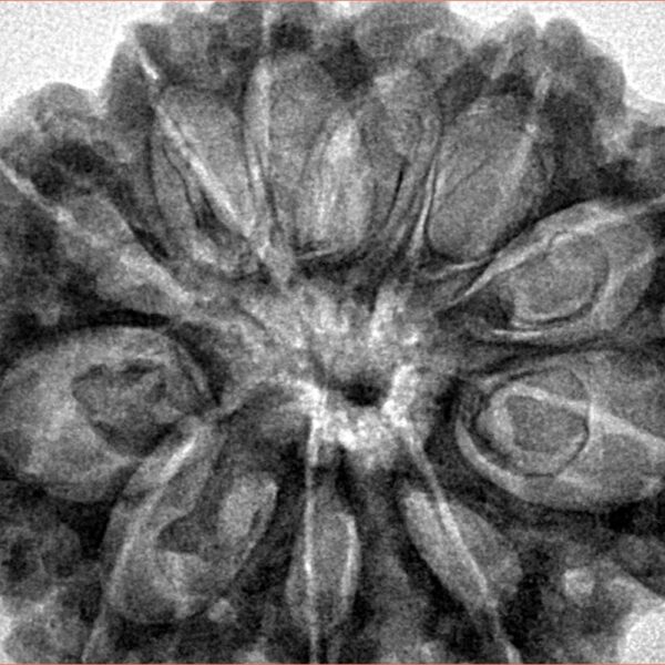 11 Mukhi Rudraksha 33.8mm 7.88gm - Inverse xray