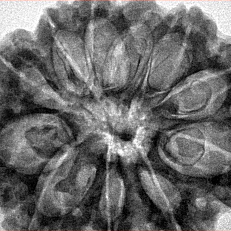 11 Mukhi Rudraksha 33.8mm 7.88gm - Inverse xray
