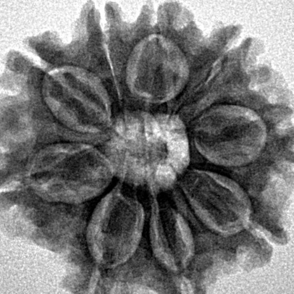 9 Mukhi Rudraksha 25.5mm 4.71gm - Inverse xray