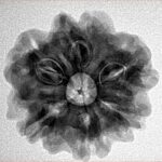 1MK(Underdeveloped) 24.2mm 4.71gm - Inverse xray