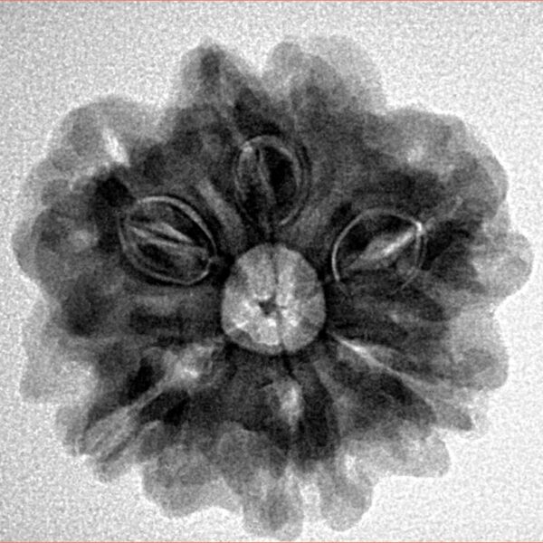 1MK(Underdeveloped) 24.2mm 4.71gm - Inverse xray