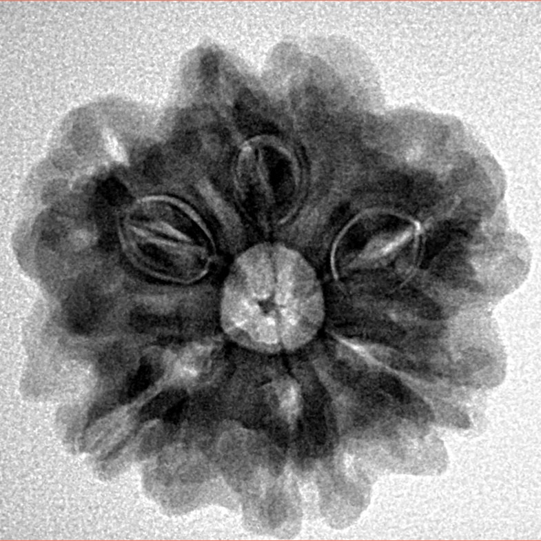 1MK(Underdeveloped) 24.2mm 4.71gm - Inverse xray