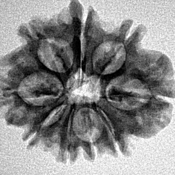 9 Mukhi Ganesh 23.9mm 3.06gm - Inverse xray