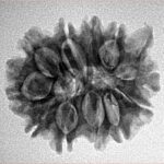 11 Mukhi Ganesh 24.3mm 3.31gm - Inverse xray