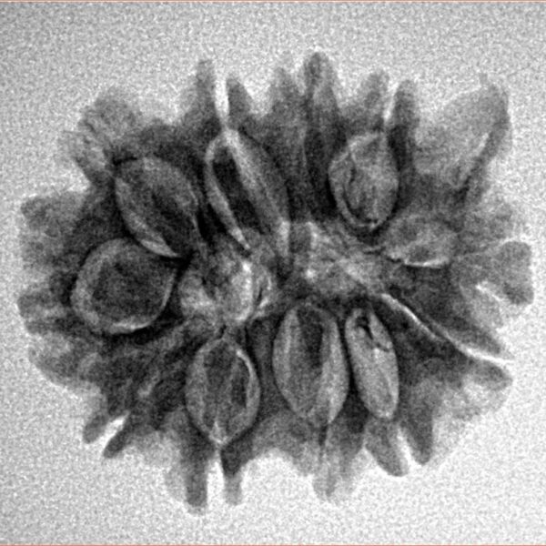 11 Mukhi Ganesh 24.3mm 3.31gm - Inverse xray