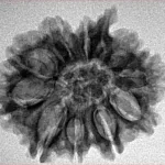 10 Mukhi Ganesh 27.5mm 3.57gm - Inverse xray