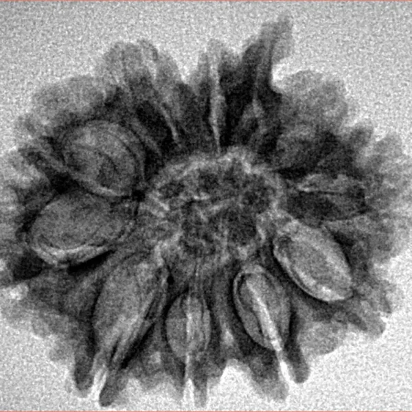 10 Mukhi Ganesh 27.5mm 3.57gm - Inverse xray