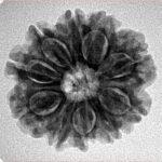 10 Mukhi Rudraksha 23.7mm 4.18gm - Inverse xray