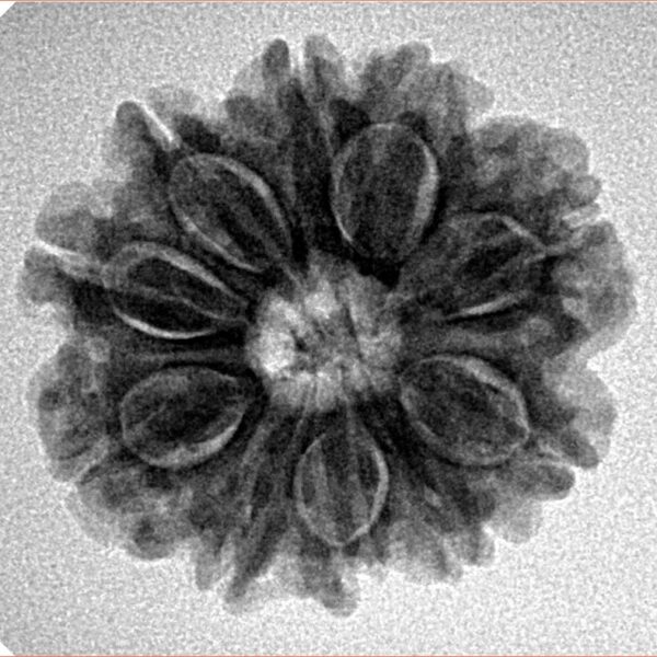 10 Mukhi Rudraksha 23.7mm 4.18gm - Inverse xray