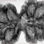 9 MK Gaurishankar 38.3mm 8.2gm - Inverse xray