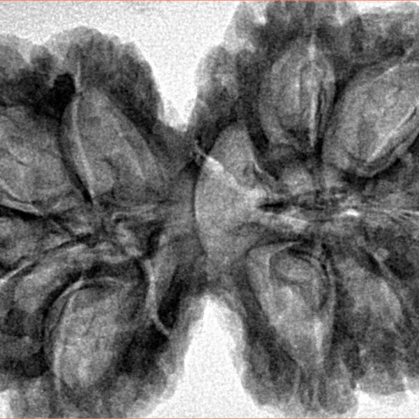 9 MK Gaurishankar 38.3mm 8.2gm - Inverse xray