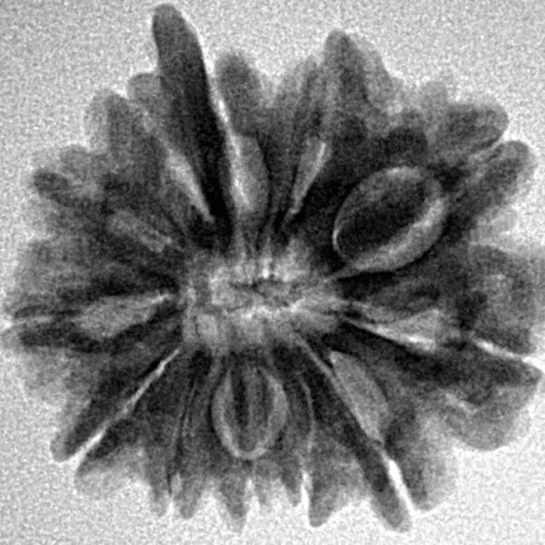 11 Mukhi Ganesh 23.4mm 3.78gm - Inverse xray