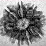 9 Mukhi Rudraksha 25.4mm 4gm - Inverse xray