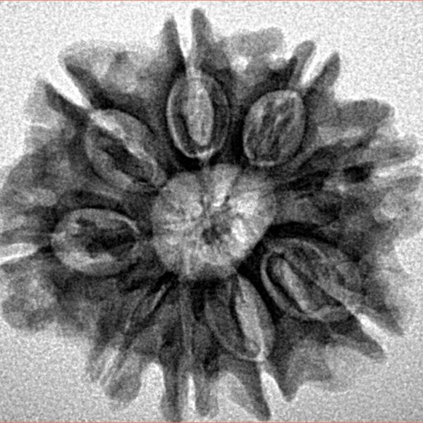 9 Mukhi Rudraksha 25.4mm 4gm - Inverse xray