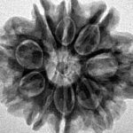 9 Mukhi Rudraksha 25.2mm 4.71gm - Inverse xray