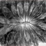 16 Mukhi Rudraksha 37.9mm 10.44gm - Inverse xray