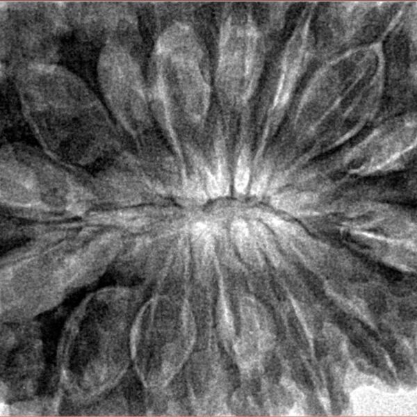 16 Mukhi Rudraksha 37.9mm 10.44gm - Inverse xray