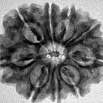 9 Mukhi Rudraksha 26.8mm 4.49gm - Inverse xray