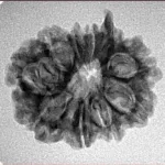 10 Mukhi Ganesh 23.8mm 2.77gm - Inverse xray