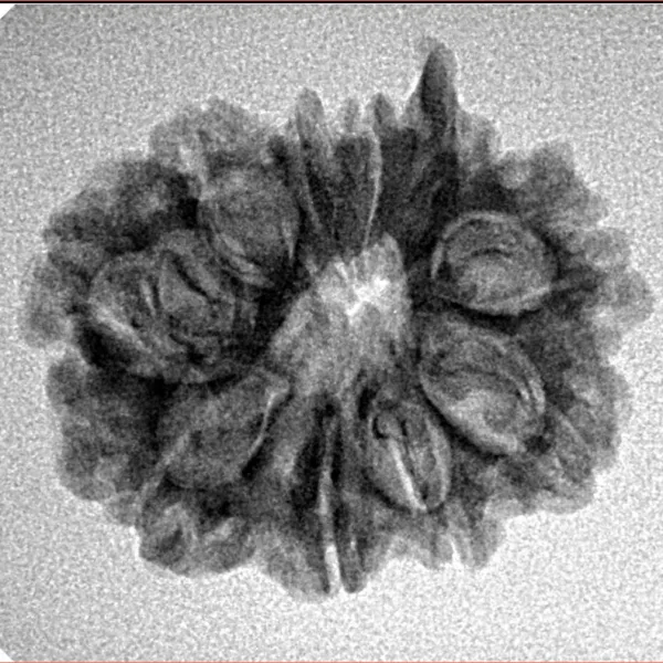 10 Mukhi Ganesh 23.8mm 2.77gm - Inverse xray