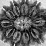 10 Mukhi Rudraksha 29.7mm 6.11gm - Inverse xray