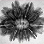 10 Mukhi Rudraksha 28.9mm 5.64gm - Inverse xray