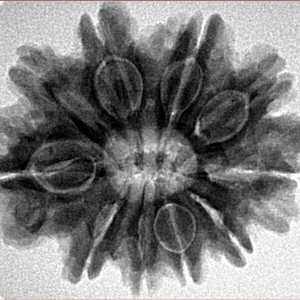 10 Mukhi Rudraksha 28.9mm 5.64gm - Inverse xray