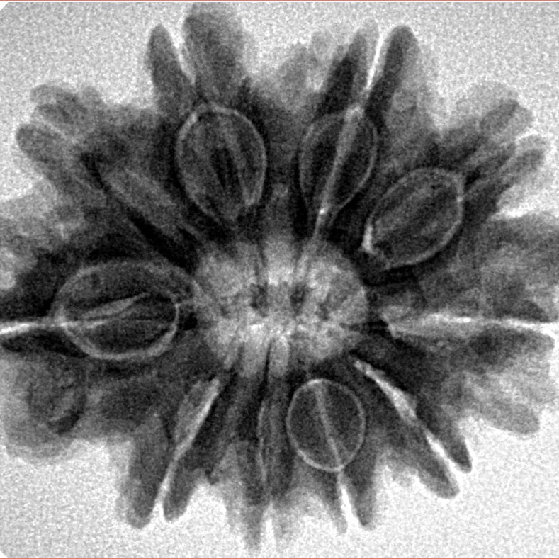 10 Mukhi Rudraksha 28.9mm 5.64gm - Inverse xray