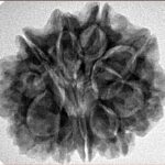 10 Mukhi Rudraksha 26.5mm 5.8gm - Inverse xray