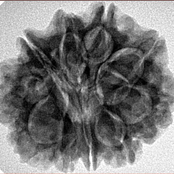 10 Mukhi Rudraksha 26.5mm 5.8gm - Inverse xray