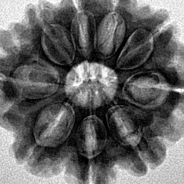 9 Mukhi Rudraksha 25.7mm 5.56gm - Inverse xray