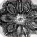 9 Mukhi Rudraksha 32.4mm 8.44gm - Inverse xray