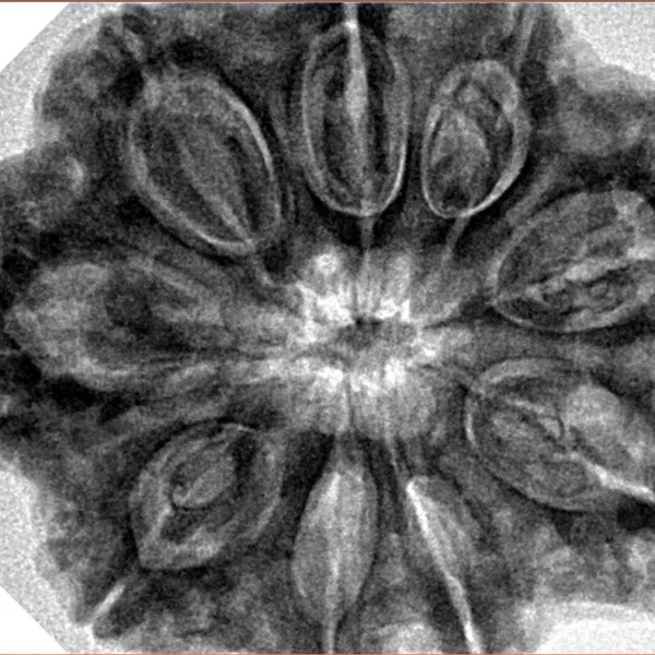 9 Mukhi Rudraksha 32.4mm 8.44gm - Inverse xray